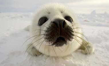 Canadá defenderá la caza de focas ante propuesta de limitar su comercio.