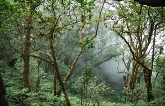 El resurgir de la laurisilva en Canarias.