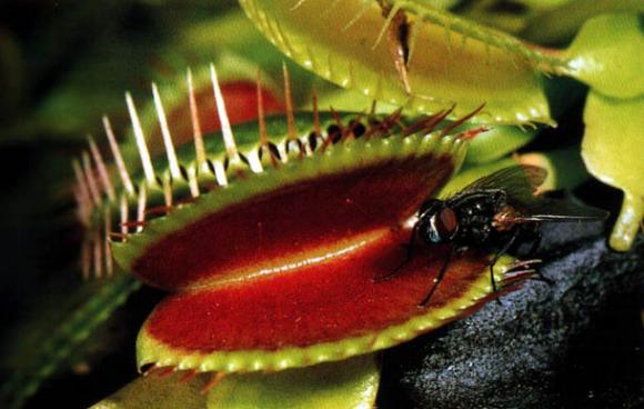 Curiosidades de la naturaleza.