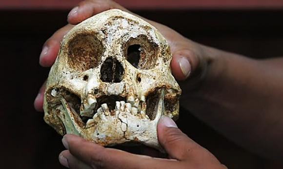 El olfato y el desarrollo del cerebro.