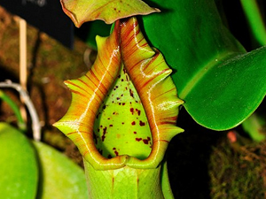 ¿Existe alguna planta que coma ratas y ratones?