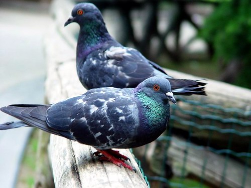 Las palomas también saben contar.