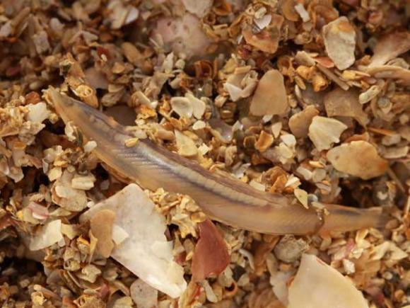 Encuentran raro pez sin cerebro en Escocia