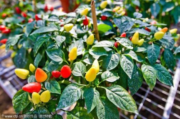 Vegetales creados con ciencia curiosa (Fotos)