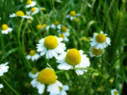 Extractos de manzanilla, un buen aliado de tu piel