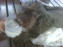 CARPINCHA