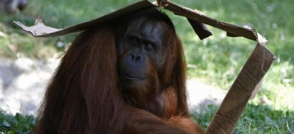 Los orangutanes podrán hacer videollamadas a través de iPads