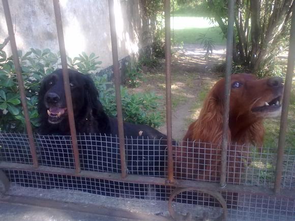 BRUNO, adoptado despues de 5 años en zoonosis