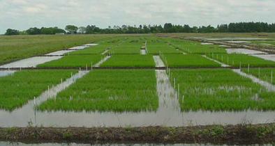 Investigadores Argetinos crean un software para calcular la demanda de agua en plantaciones de arroz