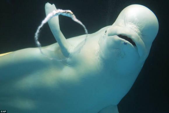Una beluga hace burbujas circulares bajo el agua en Japón (Fotos)