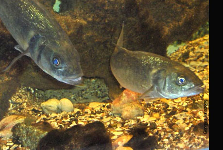 El calor hace cambiar de sexo a los peces.