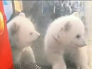 El zoológico chino de Dalian presenta sus dos pequeñas ´estrellas polares´