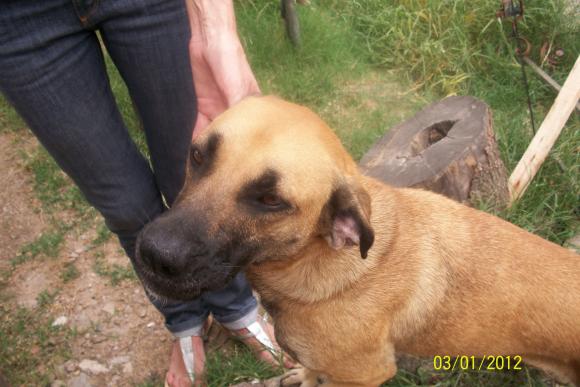 hembra aprox 2 años