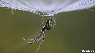 Modifican gusanos genéticamente para que produzcan seda de arañas