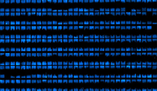 Biopíxeles, bacterias bioluminiscentes para las pantallas del futuro.