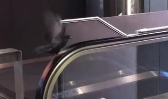 Paloma haciendo ejercicio en una escalera eléctrica (Video)