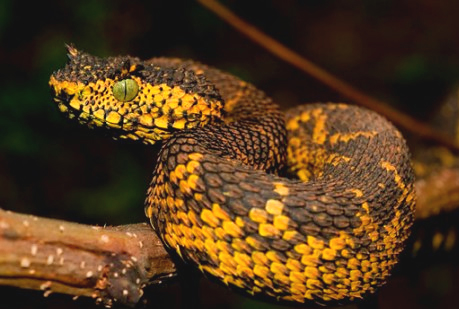 Descubren una serpiente con cuernos.