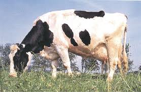 Investigadores Argentinos diseñan microcápsulas para controlar la fertilidad de las vacas‏