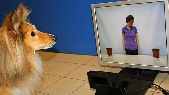 Los perros comprenden nuestras intenciones como los bebés