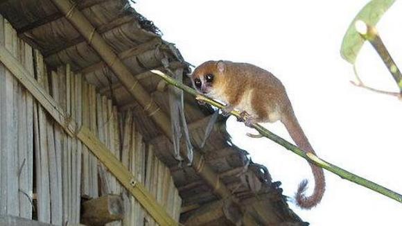Descubierta una nueva especie de lémur en Madagascar