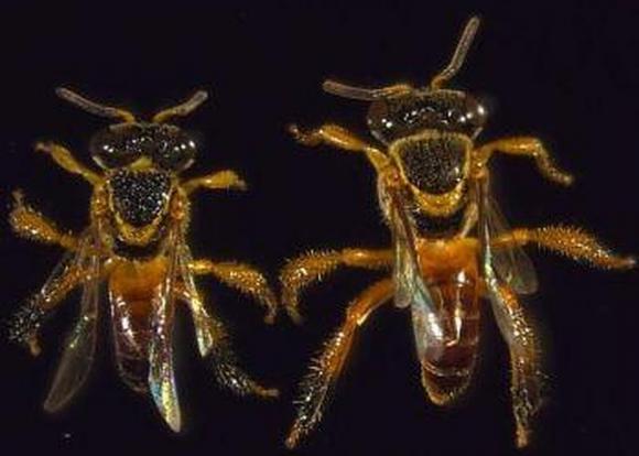 Descubren en Brasil las primeras abejas «soldado»