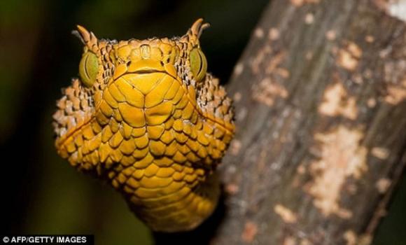 La serpiente Mathilda, la más reciente que se ha descubierto.