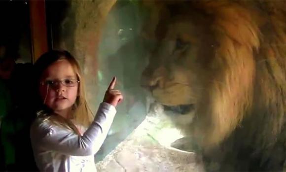 Una niña valiente frente a un león enfurecido en zoológico (Video)