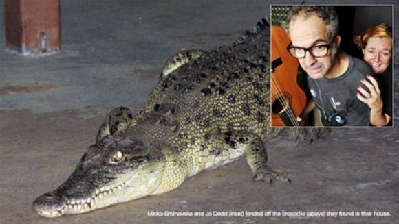 Insólito: Mujer encuentra a un cocodrilo en la sala de su casa (Fotos)