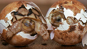 Las tortugas tatuadas de Magadascar