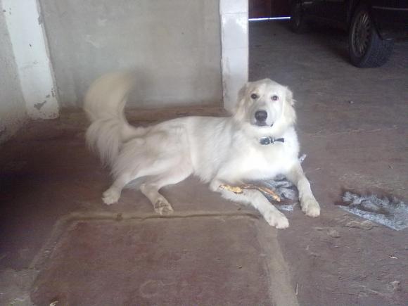 MESTIZO DE KUVASZ