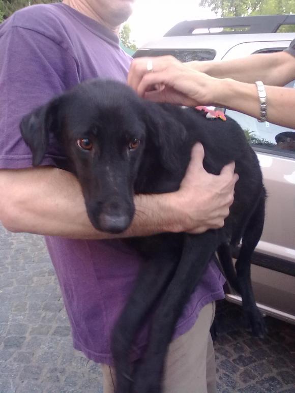 perra a punto de parir