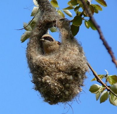 Aprendamos de los pájaros...