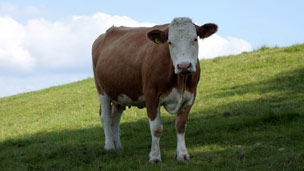 ¿Pueden nadar las vacas?