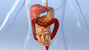 ¿Por qué el estómago hace ruido cuando tenemos hambre?