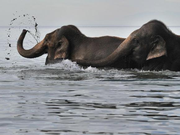 Elefantes de Sumatra podrían desaparecer