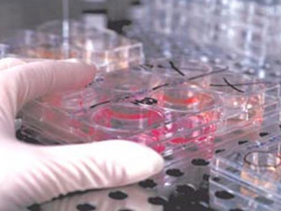 Un equipo de científicos Argentinos, españoles y estadounidenses logran anticipar si el esperma servirá para la fertilización