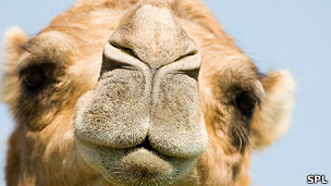 ¿Por qué hay una sola nariz pero dos ojos?