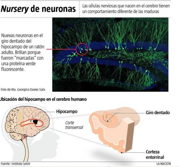Investigadores Argentinos descubren una clave de la memoria