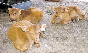 Un invento Argentino apunta a revolucionar la ganadería