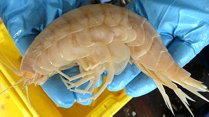 Descubren crustáceo supergigante de 34 centímetros