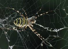 El secreto de la resistencia de la telaraña