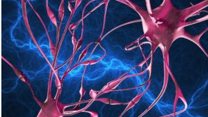 Hallan cómo se propaga el Alzheimer en el cerebro