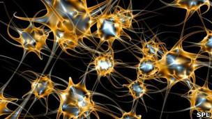 Transforman piel en células del sistema nervioso