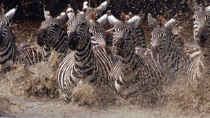 ¿Para qué son las rayas de las cebras?