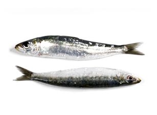 Beneficios de las sardinas.