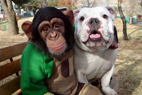 ¿Es más listo un perro que un chimpancé?