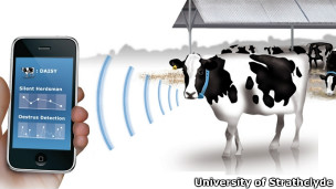 Cuando las vacas mandan mensajes de texto avisando que están en celo.