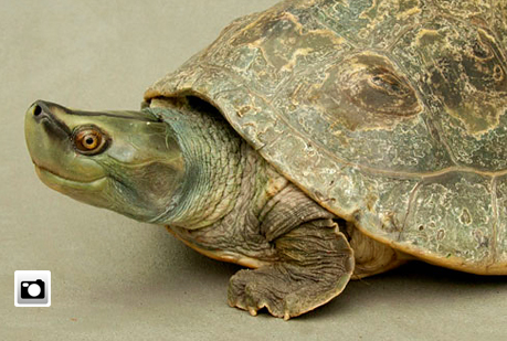 Las tortugas se orientan por el campo magnético.