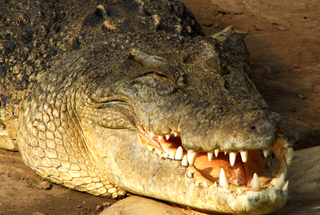 Secuencian el genoma de los cocodrilos marinos.