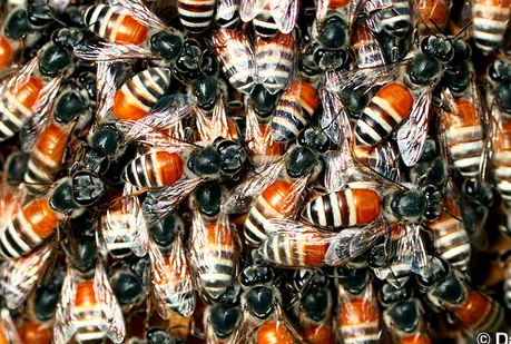 La ¨danza del vientre¨ de las abejas.